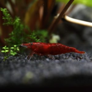 Crevette Bloody Mary – Néocaridina d’Aquarium