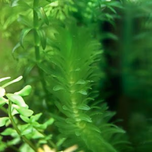 Egeria Densa (Elodée)
