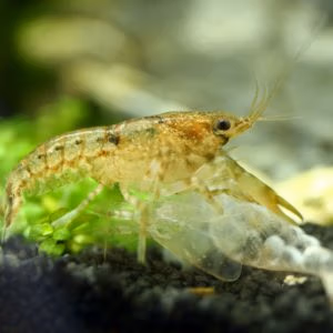 Cambarellus Diminutus