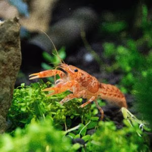 Cambarellus Orange CPO
