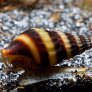 Cléa Anentome Héléna Carnivore