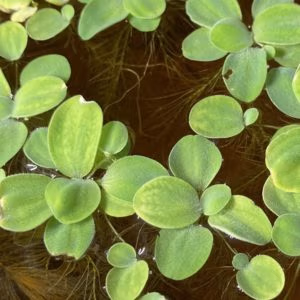 Pistia Stratiotes (Laitue d’Eau)