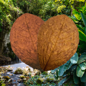 Feuilles de Catappa BIO