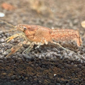 Cambarellus Diminutus