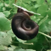 Planorbe "Choco"