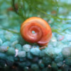 Planorbe rouge / orange