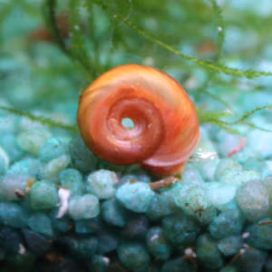 Planorbe rouge / orange