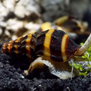 Cléa Anentome Héléna Carnivore
