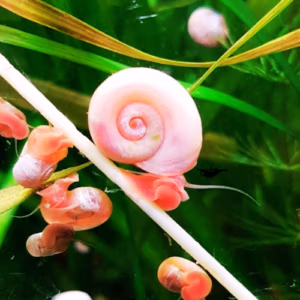 Planorbe Pure Rose