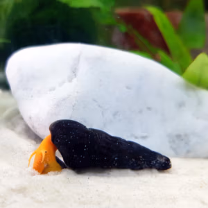 Tylomelania Pure Orange