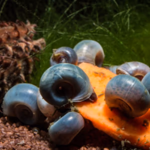 Planorbe Pure Bleu