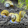 Asolène Spixi - Escargot Pomme Rayé