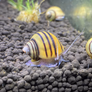 Asolène Spixi – Escargot Pomme Rayé