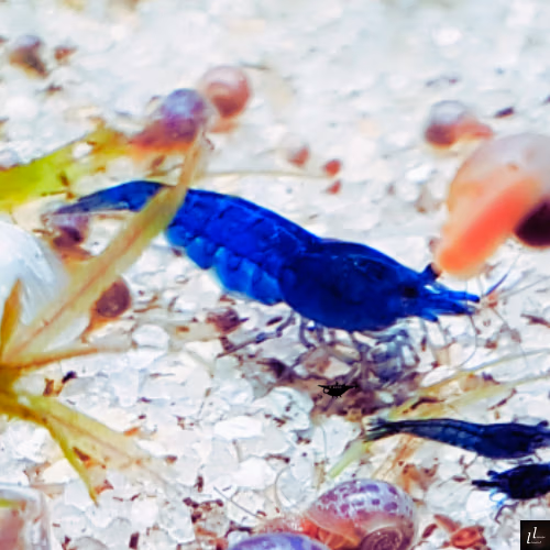 Crevette Blue Dream Velvet d'Aquarium