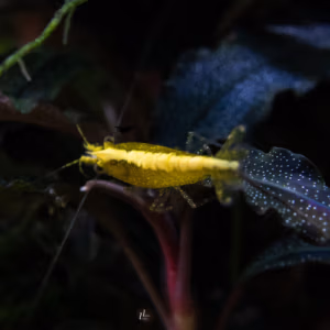 Crevette Yellow Néon – Néocaridina d’Aquarium