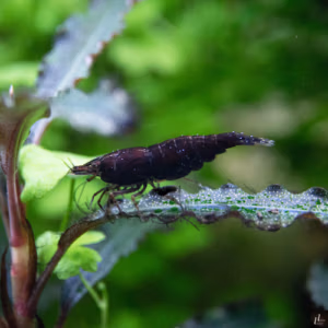 Crevette Black Rose – Néocaridina d’Aquarium
