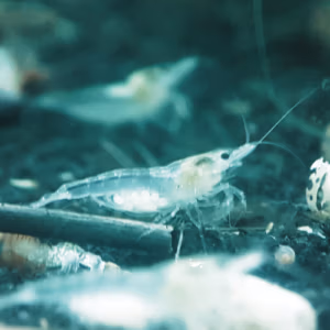 Crevette White Pearl – Crevette Facile d’Aquarium