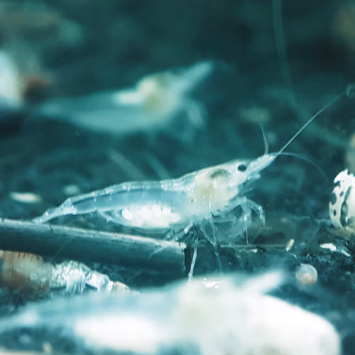 Crevette White Pearl d'Aquarium