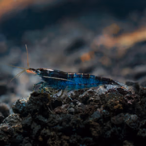 Crevette Blue Carbone – Néocaridina d’Aquarium
