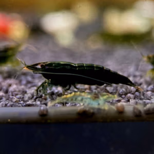 Crevette Super Dark Jade d’Aquarium