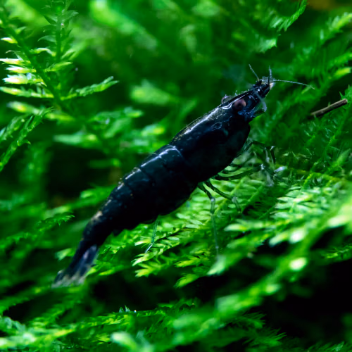 Crevette Super Dark Jade d'Aquarium