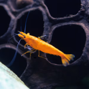 Crevette Orange Sunkist – Pumpkin – Néocaridina d’Aquarium