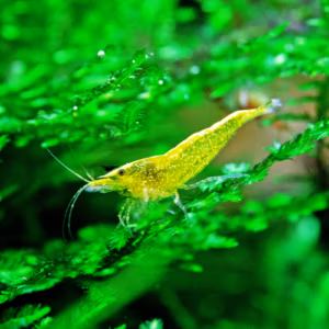 Crevette Yellow Néon – Néocaridina d’Aquarium