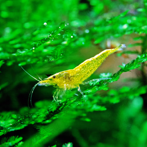 Crevette Yellow Néon d'Aquarium