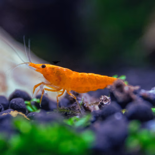 Crevette Orange Sunkist - Pumpkin - d'Aquarium