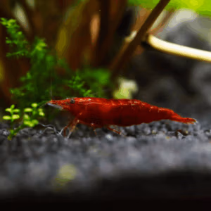 Crevette Bloody Mary – Néocaridina d’Aquarium