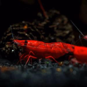 Crevettes Faciles Sol Neutre