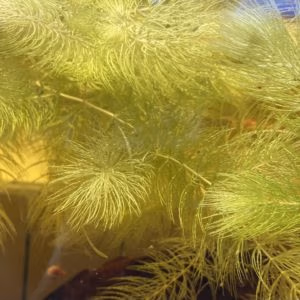 Ceratophyllum