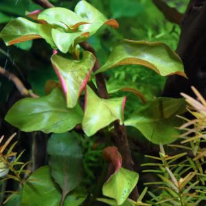 Ludwigia ‘Repens Rubin’