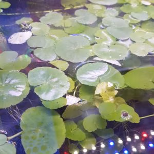 Hydrocotyle Leucocephala (Ecuelle d’Eau)