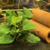 anubias
