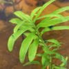 Hygrophyla
