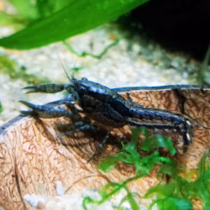 Cambarellus Texanus