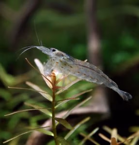Japonica Amano Multidentata - Mangeuse d'algues