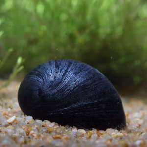 Neritina Pulligera Anthracite XL