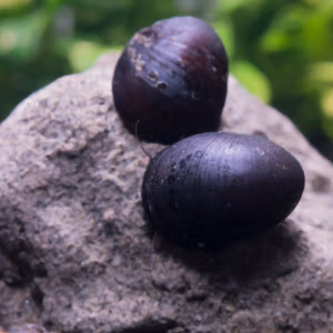 Neritina Pulligera Anthracite XL