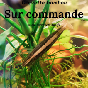 Crevette Bambou – Atyopsis Moluccensis
