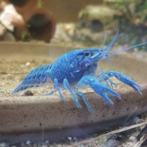 Procambarus Alleni Bleu
