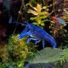 Procambarus Alleni Bleu