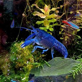 Procambarus Alleni Bleu