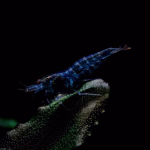 Crevette Super Blue Dark Night d’Aquarium