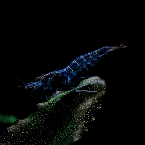 Crevette Super Blue Dark Night d'Aquarium