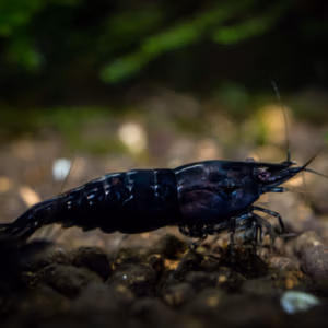Crevette Super Blue Dark Night d’Aquarium