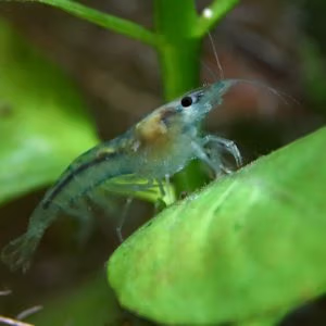Crevette Blue Jelly Low Grade – Néocaridina d’Aquarium