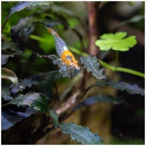 Crevette Orange Rili – Néocaridina d’Aquarium
