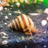 Taia Naticoides - Escargot Piano